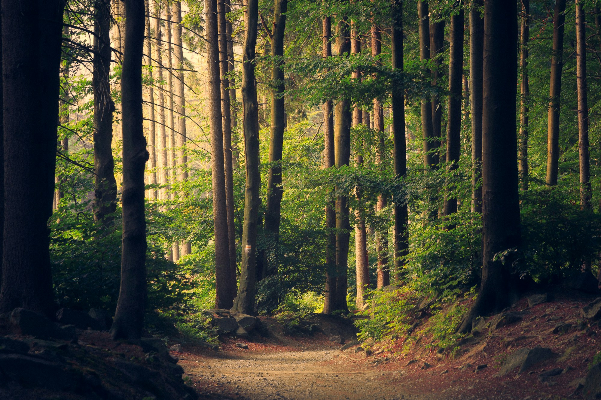 Sunlight moving through a healthy forest