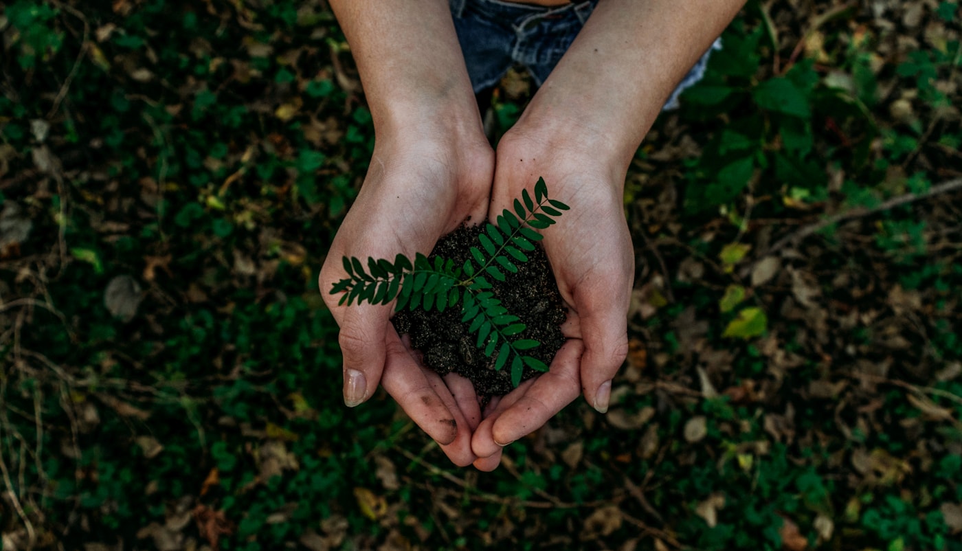 Hands planting a young seedling